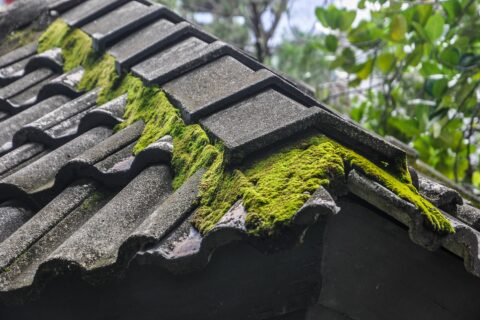 Roof Moss Removal in Boxmoor HP1